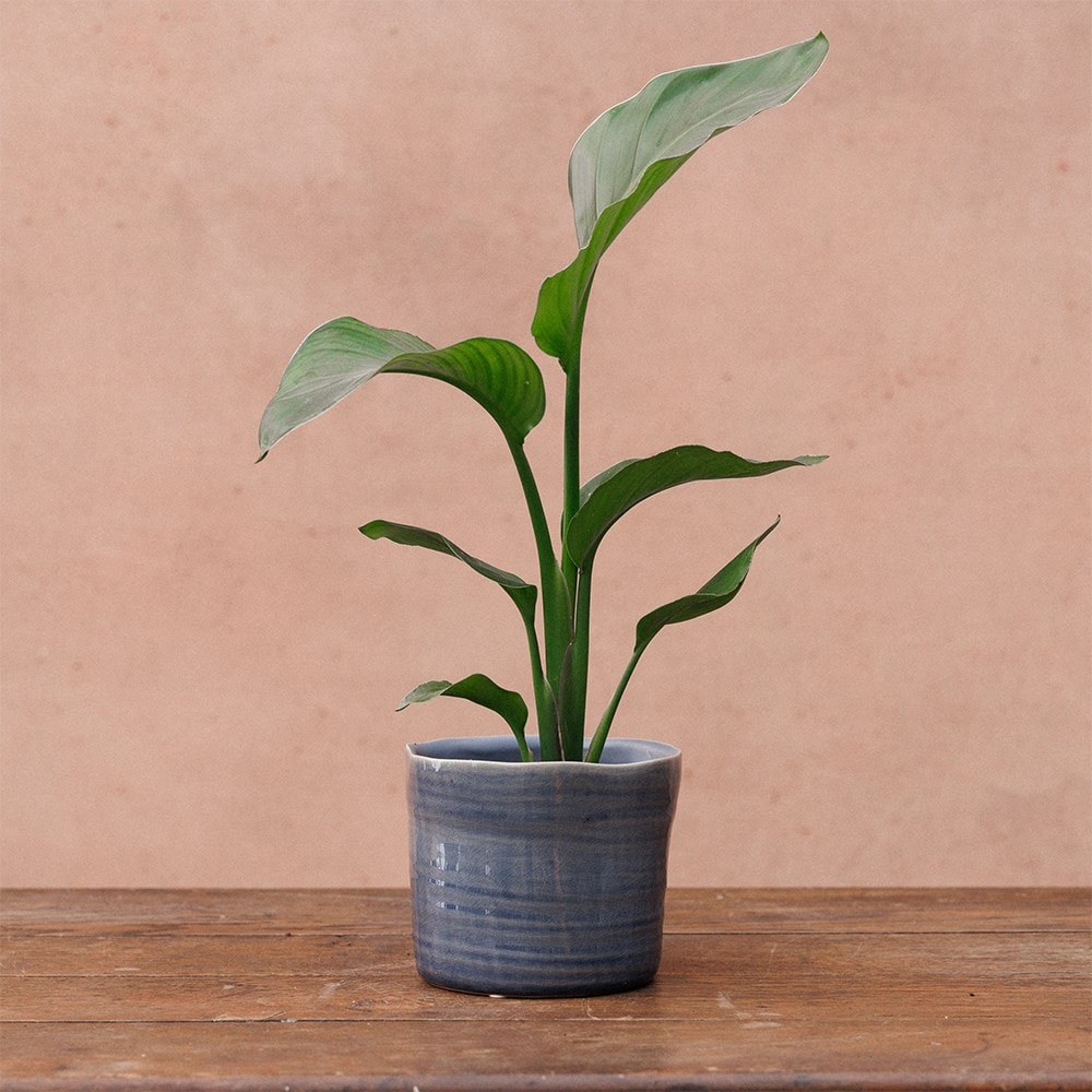 Wonky glazed plant pot - blue