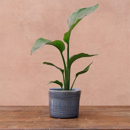 Wonky glazed plant pot - blue