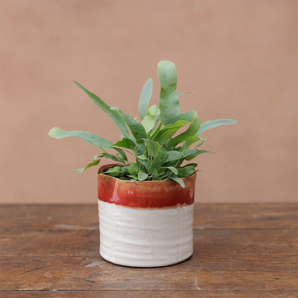 Wonky mini ombre plant pot - orange & white