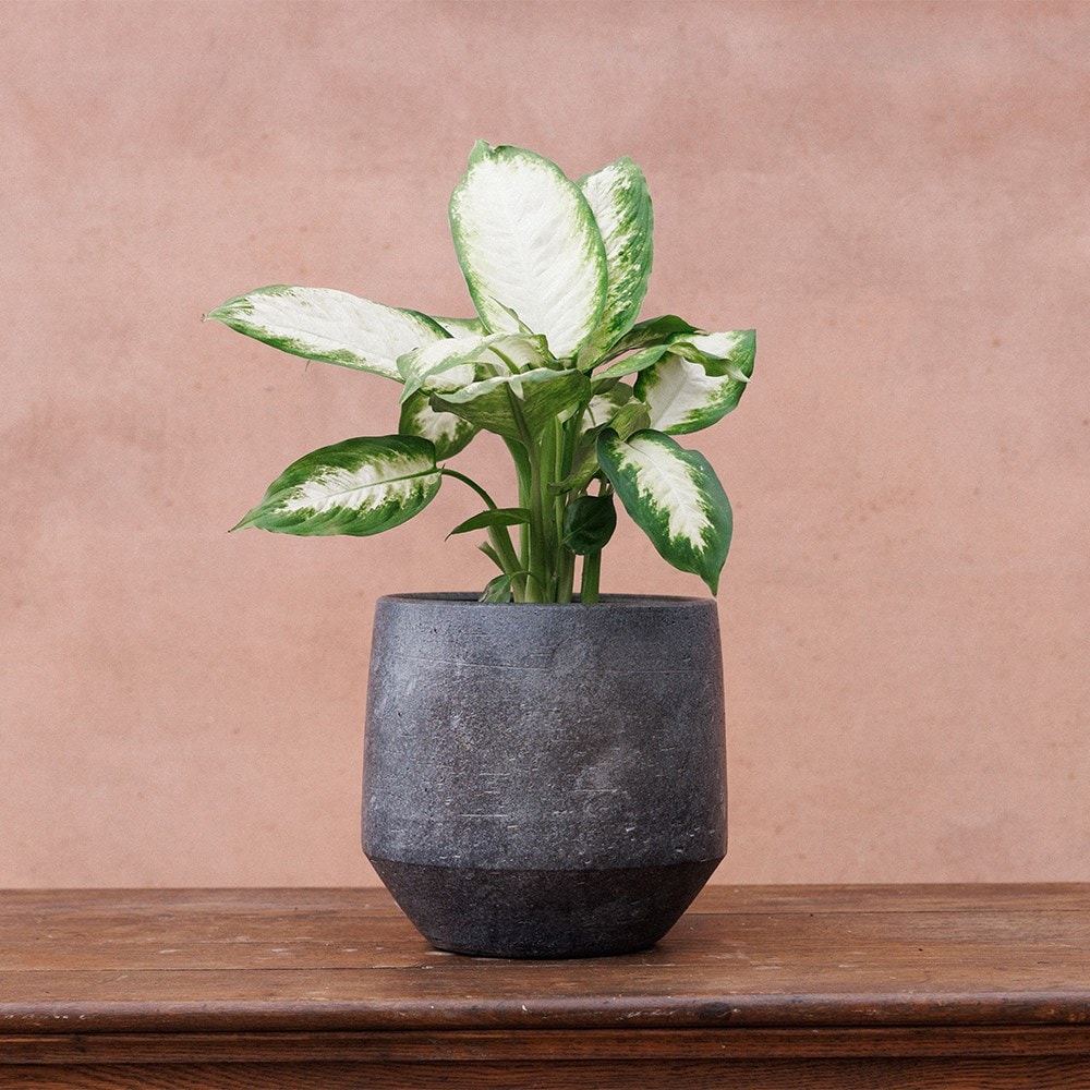 Product options image