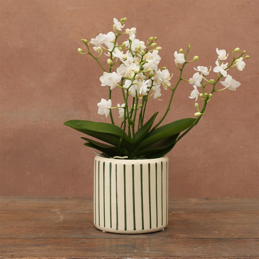 Glazed striped plant pot - green & white