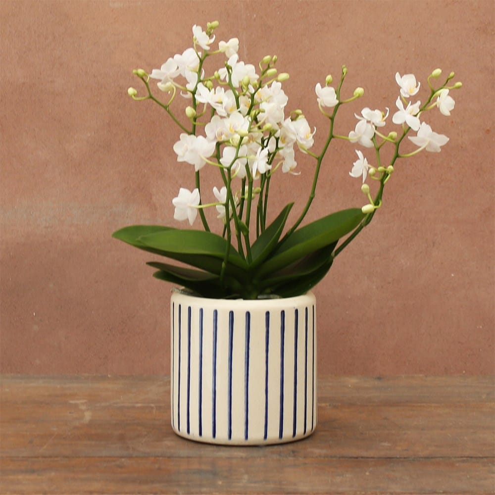 Glazed striped plant pot - blue & white