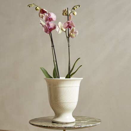 Glazed crackle urn orchid pot - ivory