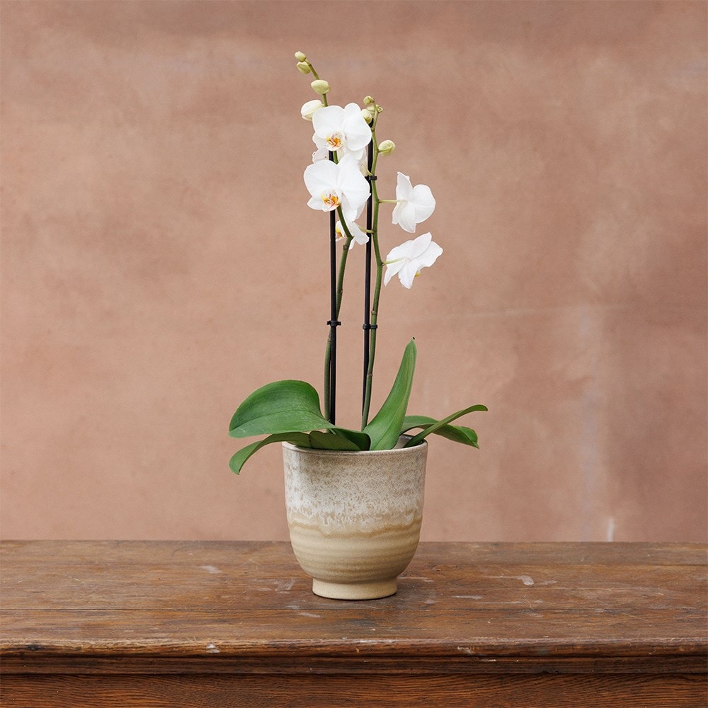 Product options image