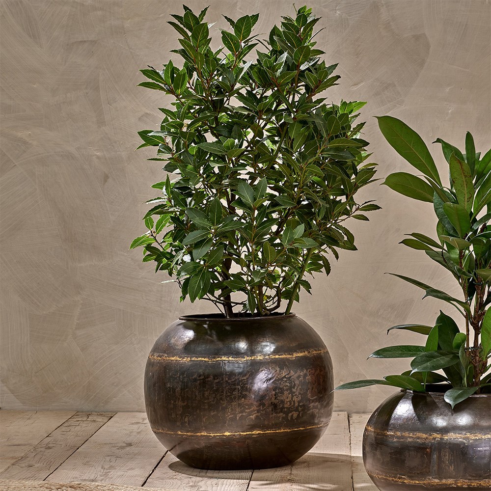 Product options image