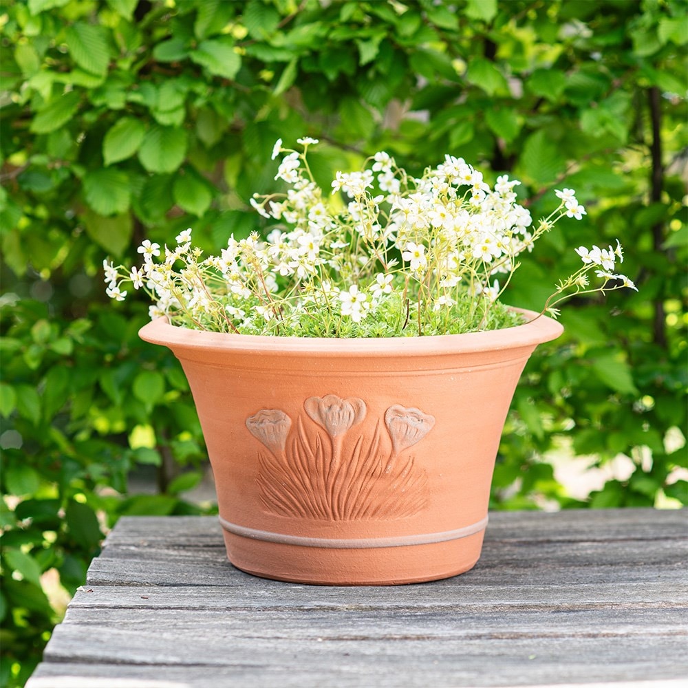RHS spring bulb pot