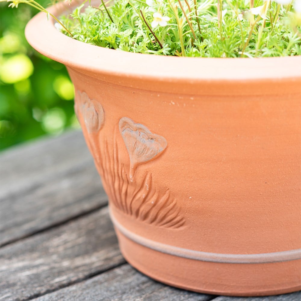 RHS spring bulb pot