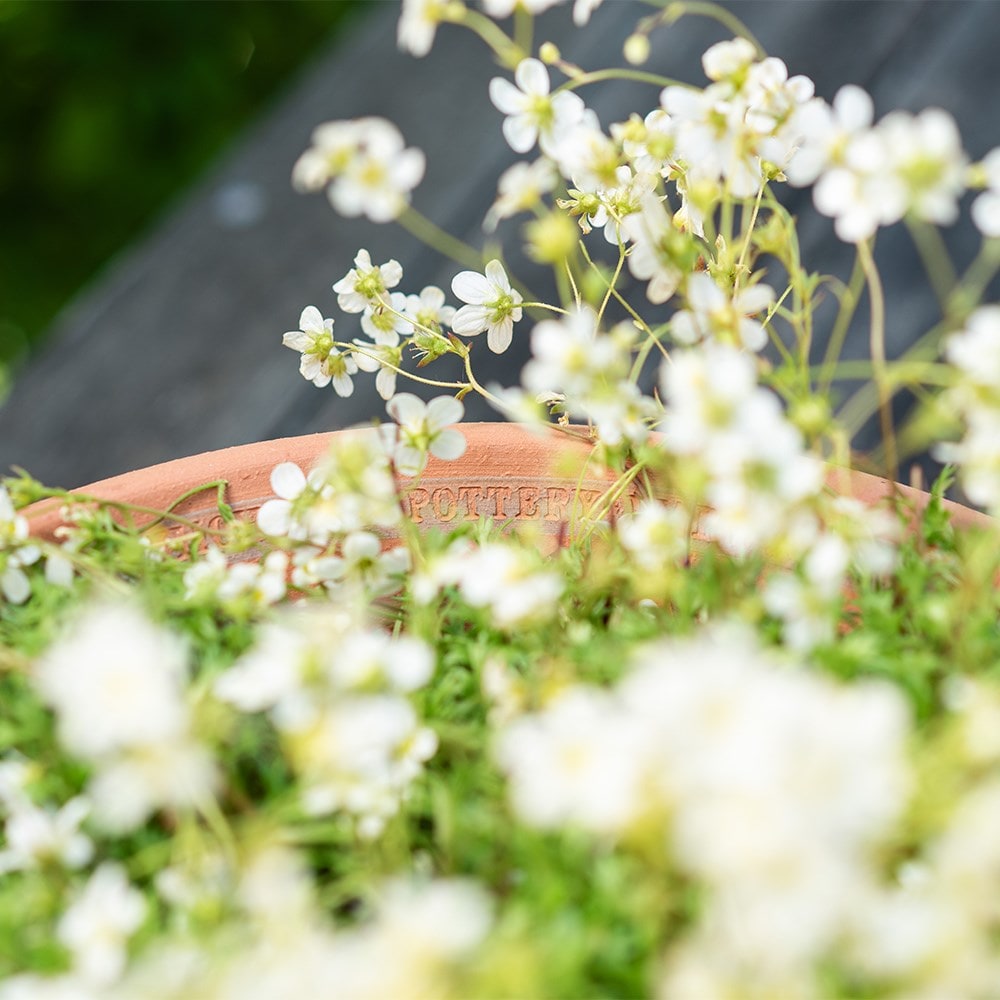 RHS spring bulb pot