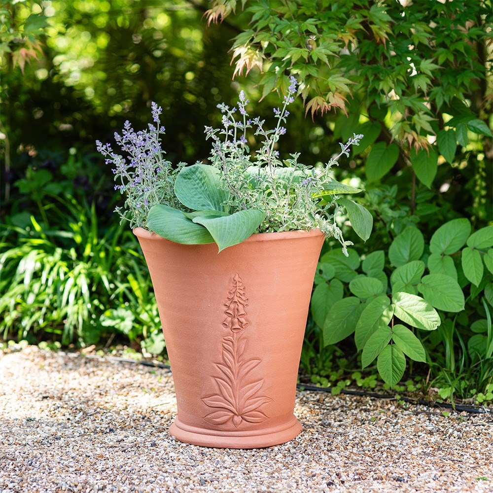 RHS foxglove pot
