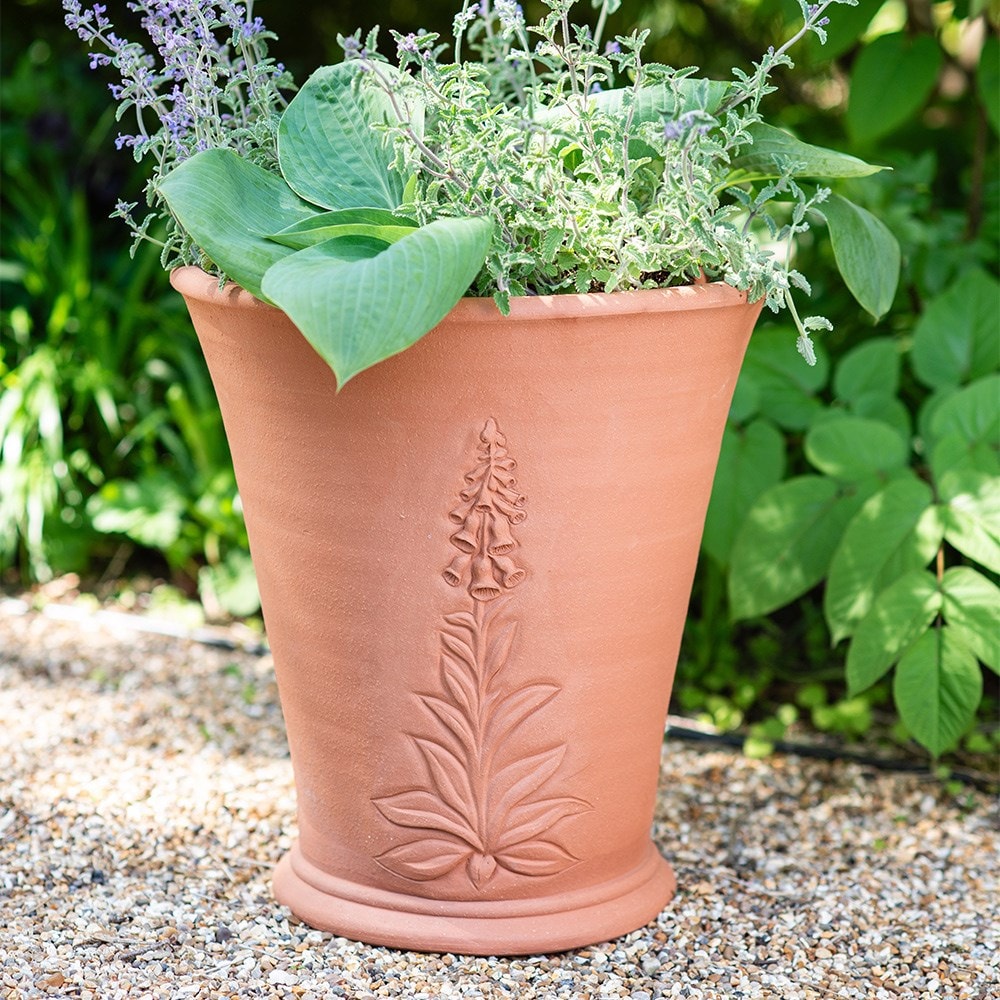 RHS foxglove pot