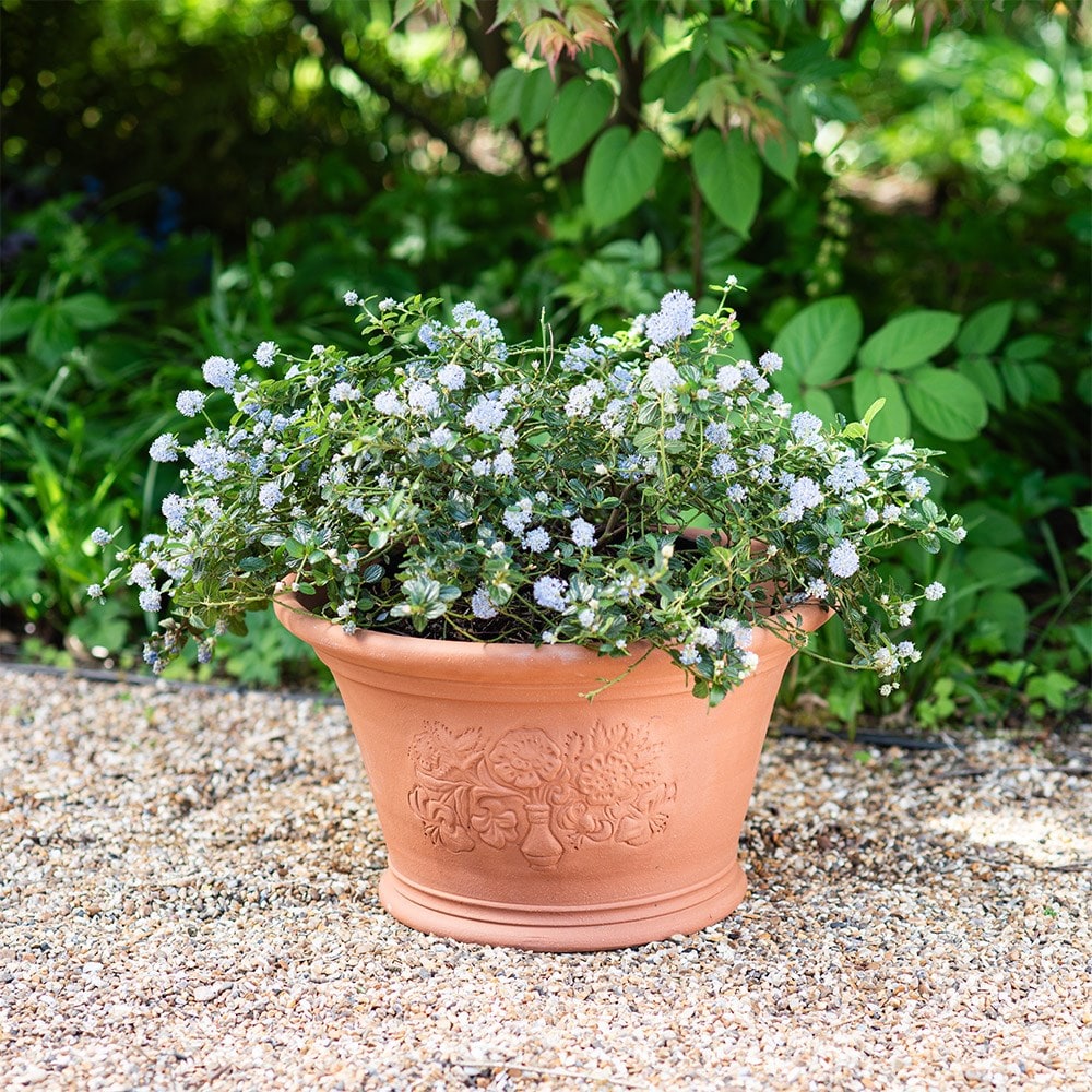 RHS roses and lilies pot