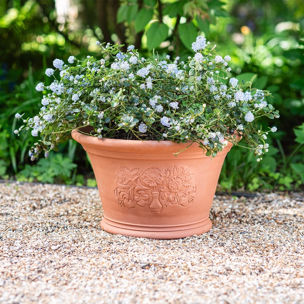RHS roses and lilies pot