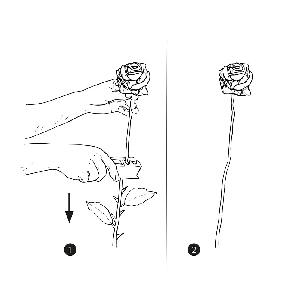 Rose thorn stripper
