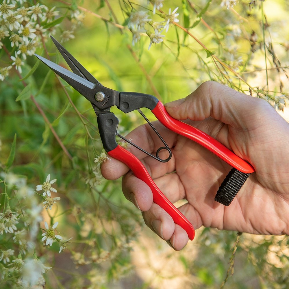 Product options image