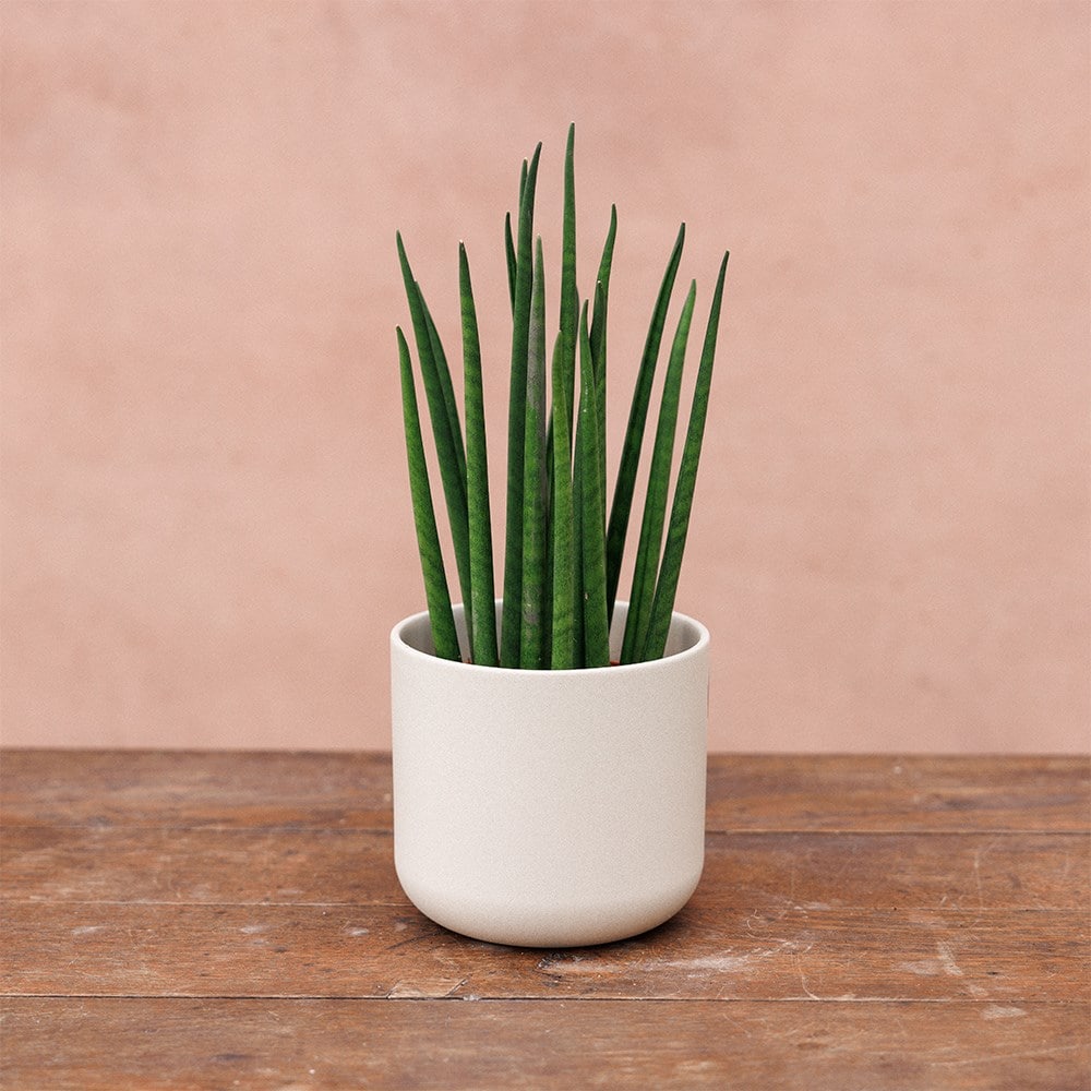 Round plant pot - sand
