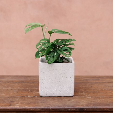 Square concrete plant pot - light grey
