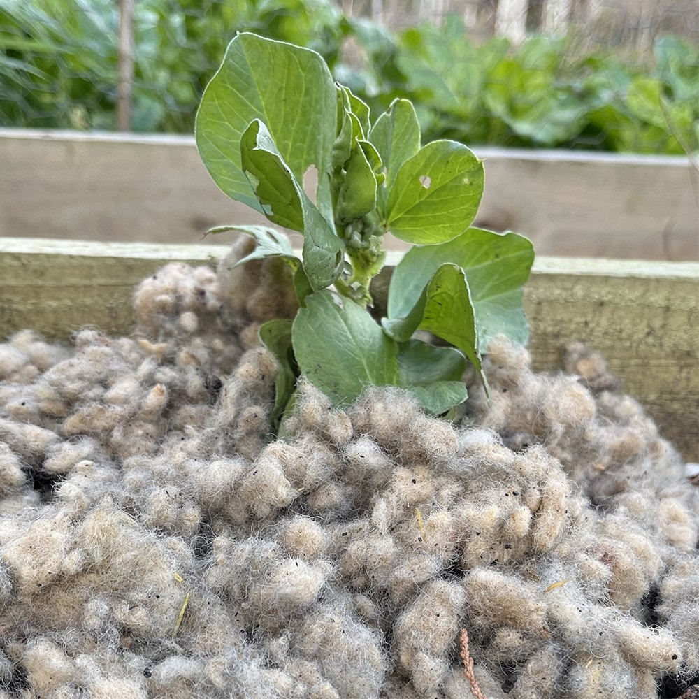 Grazers 'woolch' wool mulch