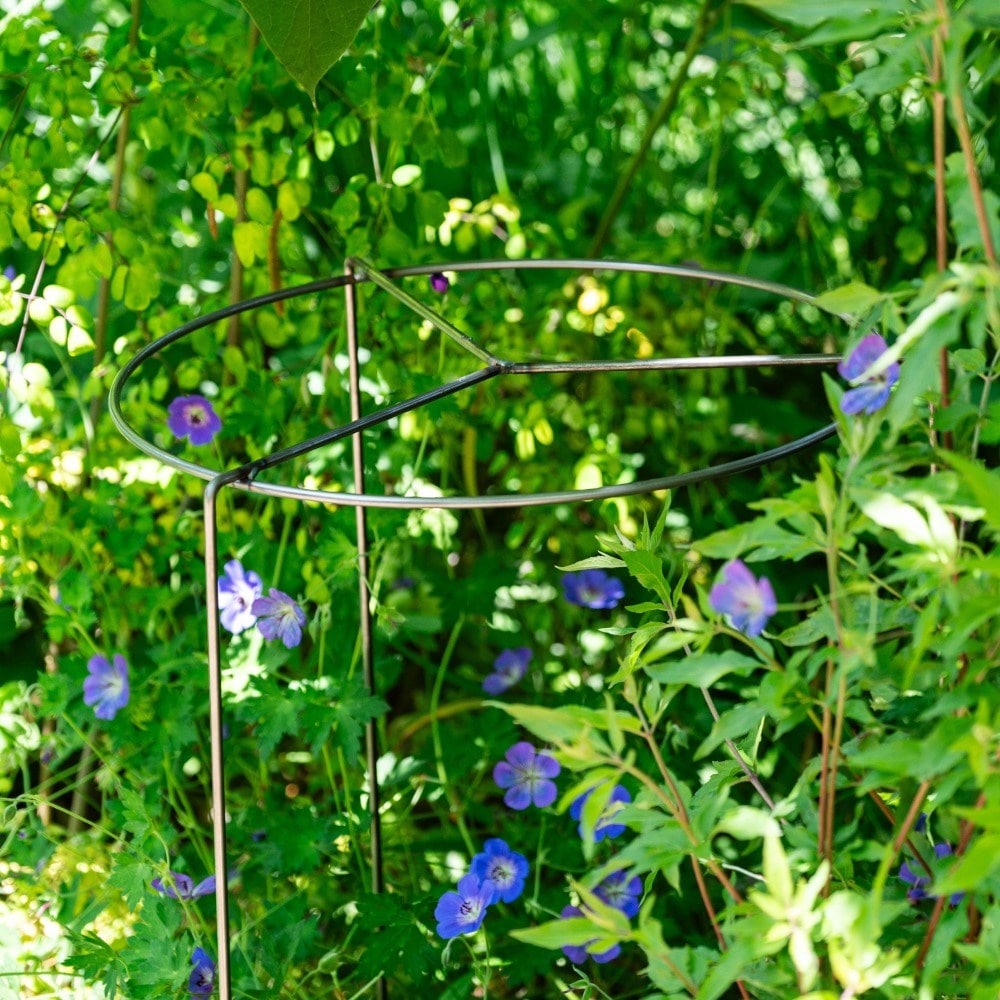 Perennial plant support - rust