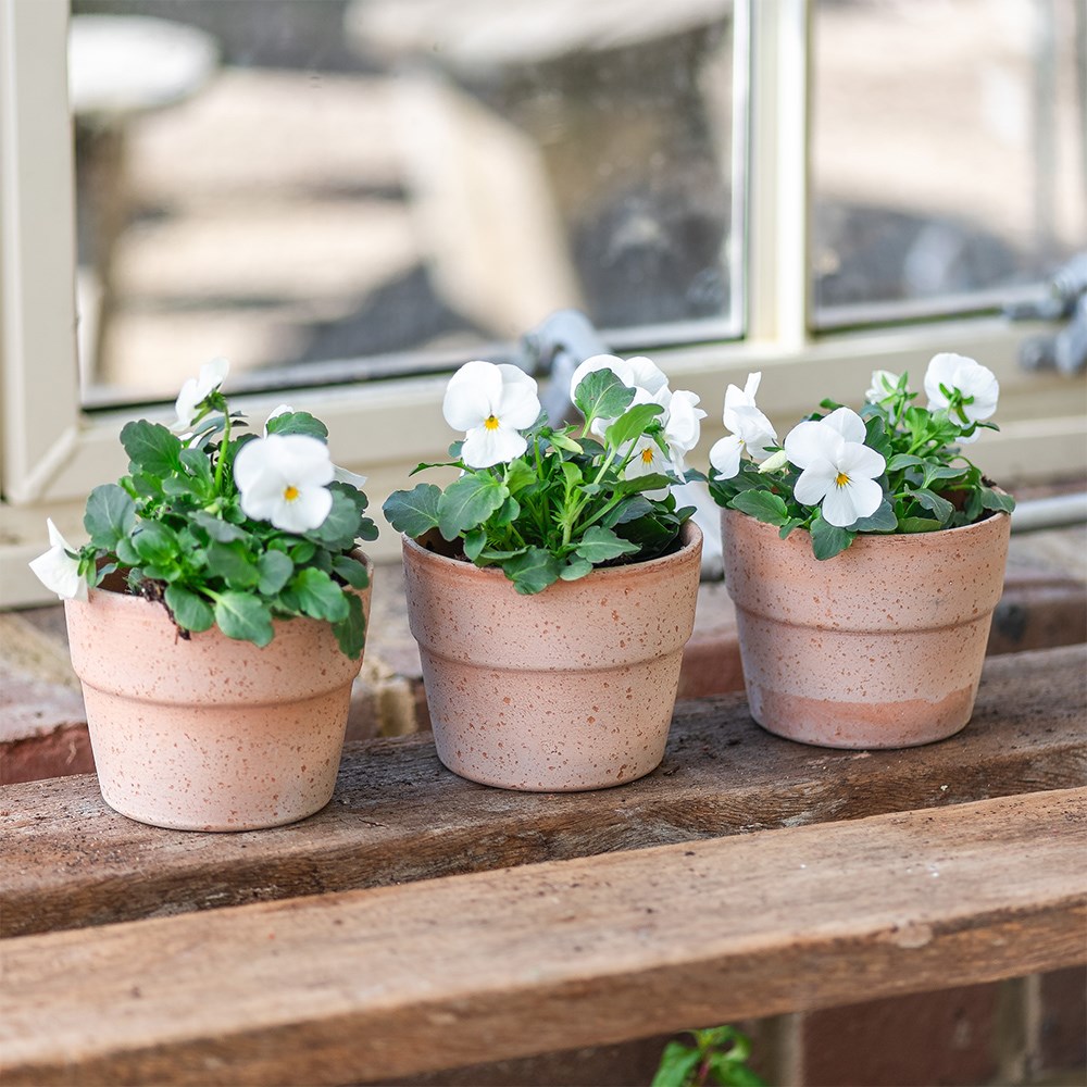 Mini wide rim grow pot - terracotta