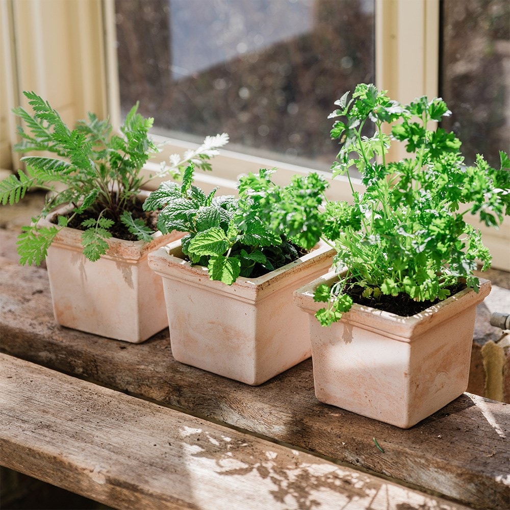 Mini square grow pot - terracotta