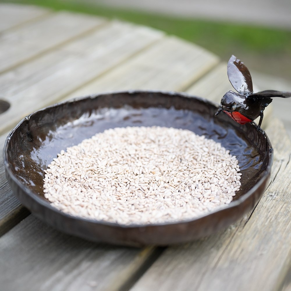 Robin bird bath