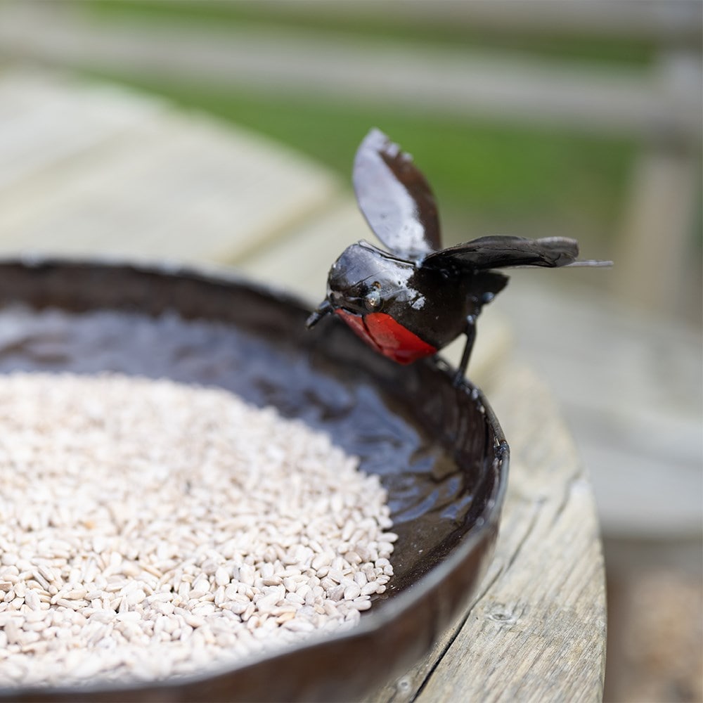 Robin bird bath