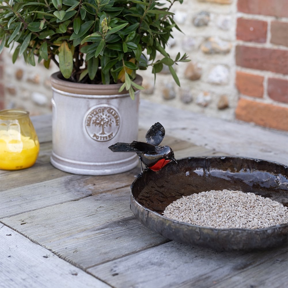 Robin bird bath