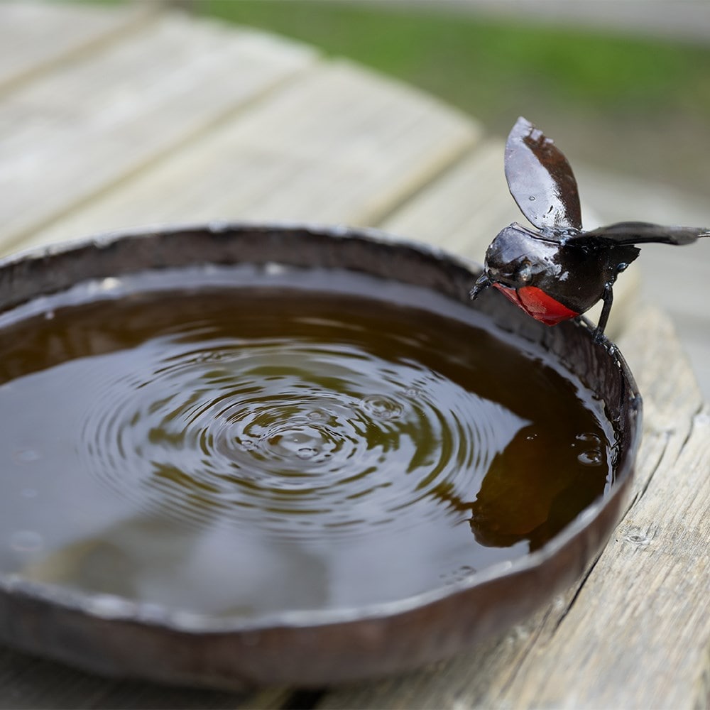 Robin bird bath