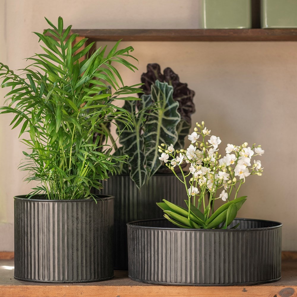 Product options image