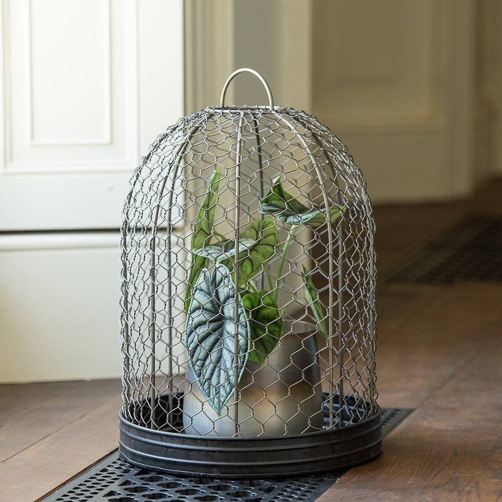Bird cage cloche and tray