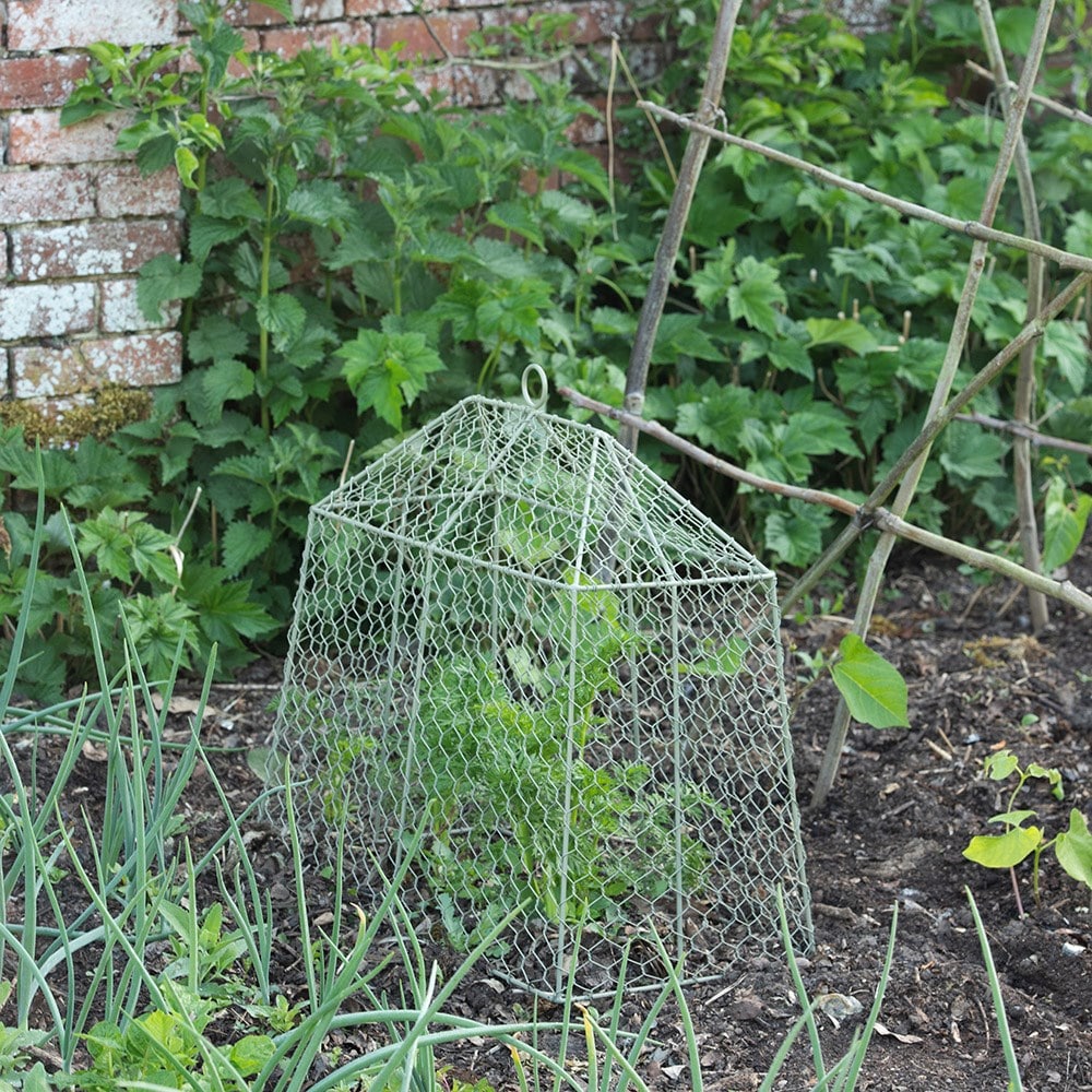 Product options image