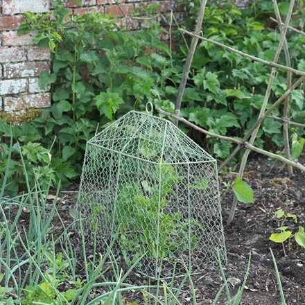 Small tent cloche