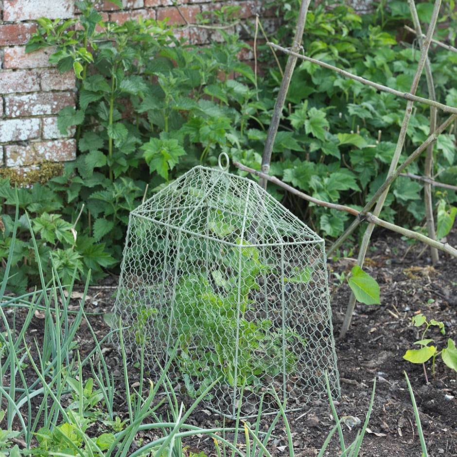 Small tent cloche