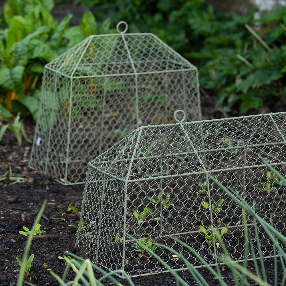 Small tent cloche
