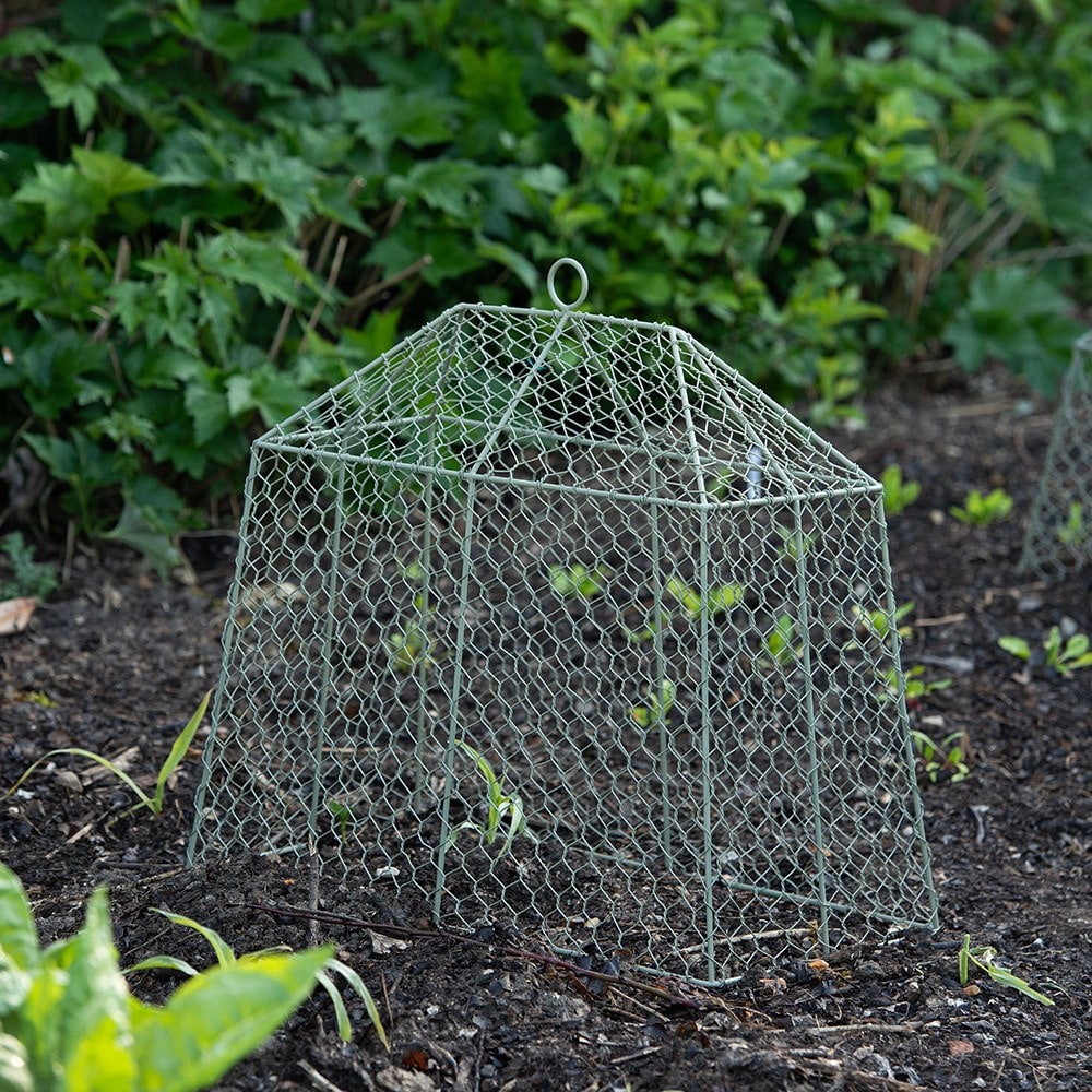 Small tent cloche