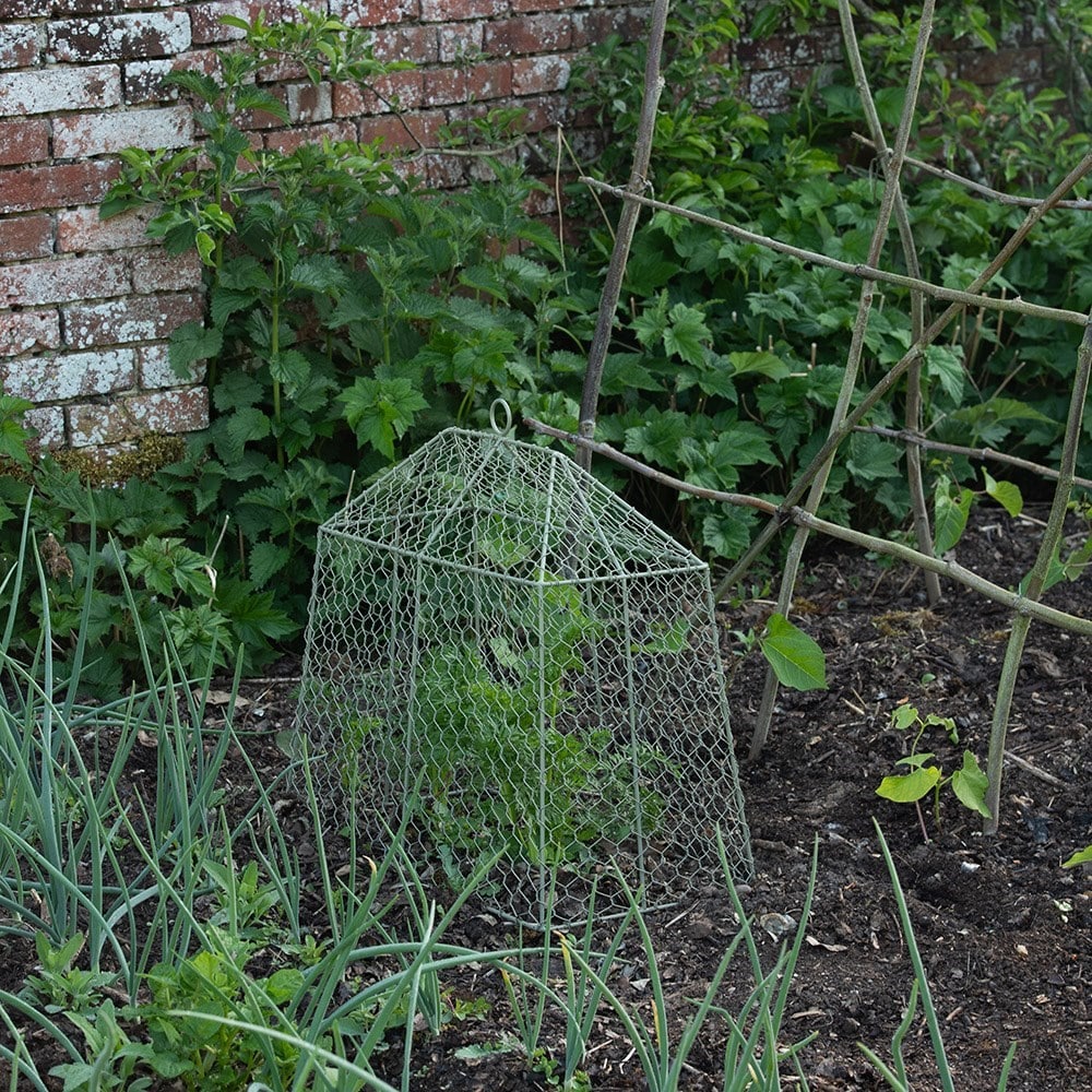 Small tent cloche