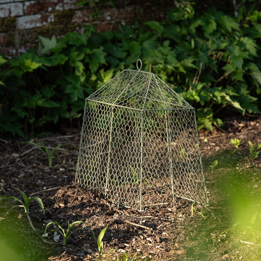 Small tent cloche