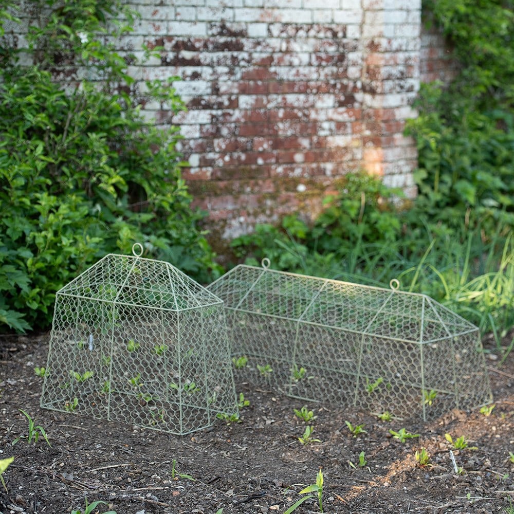Small tent cloche