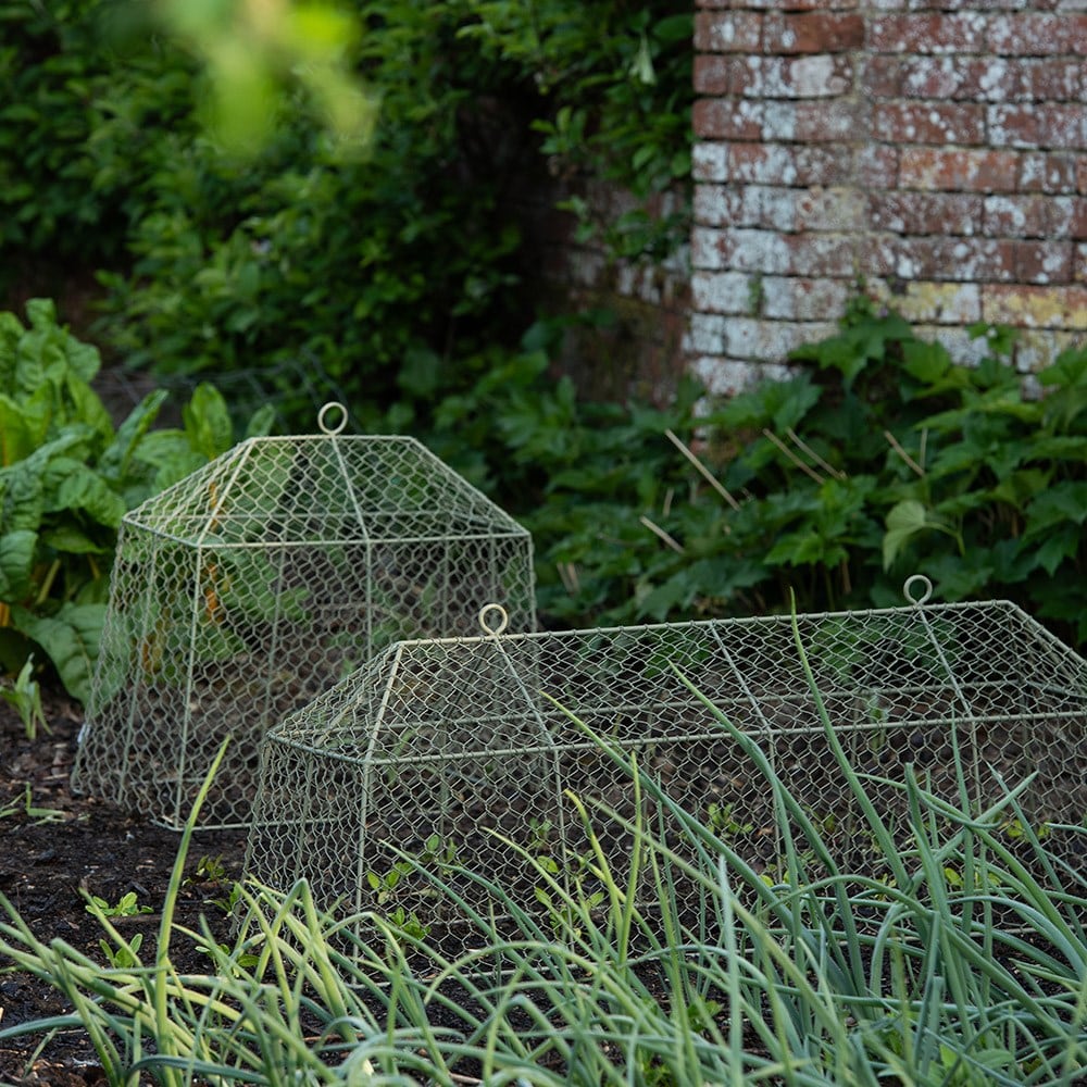 Small tent cloche