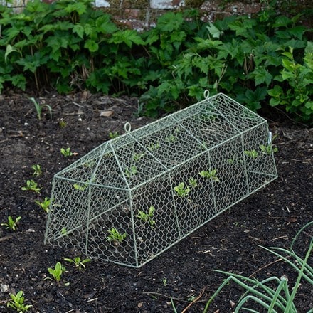 Long tent cloche