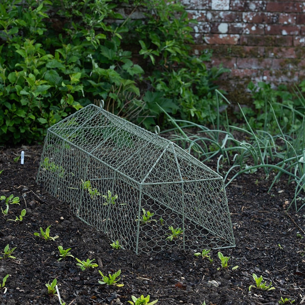 Long tent cloche