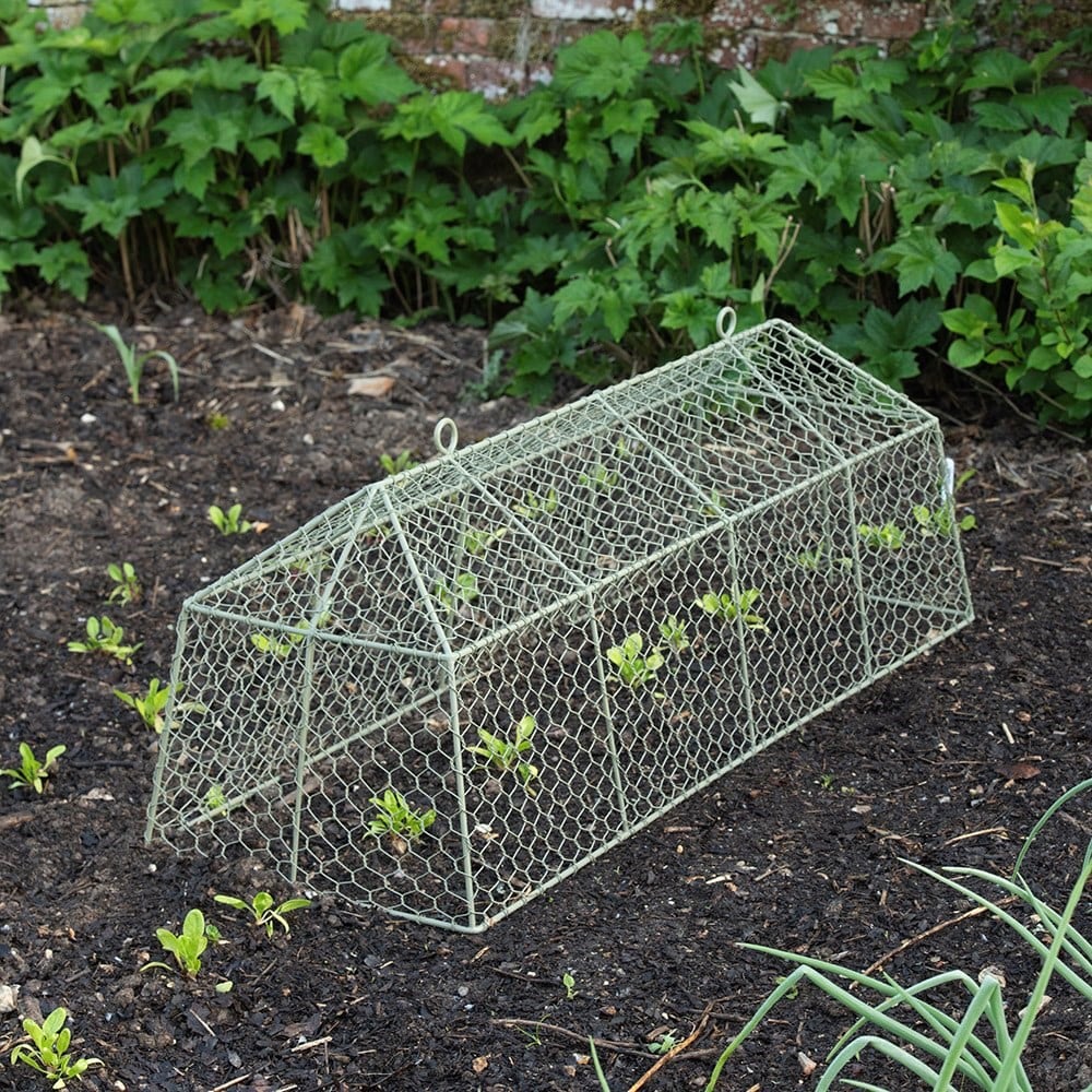 Long tent cloche