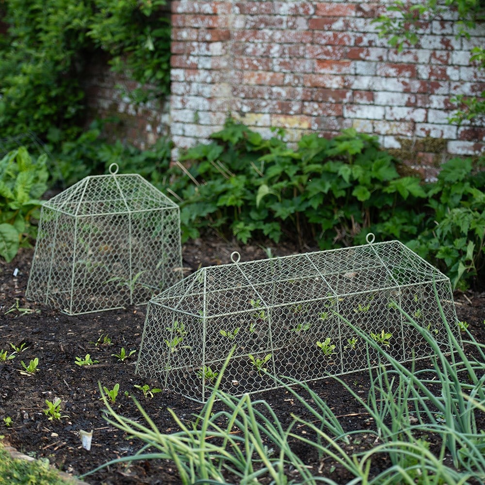 Long tent cloche