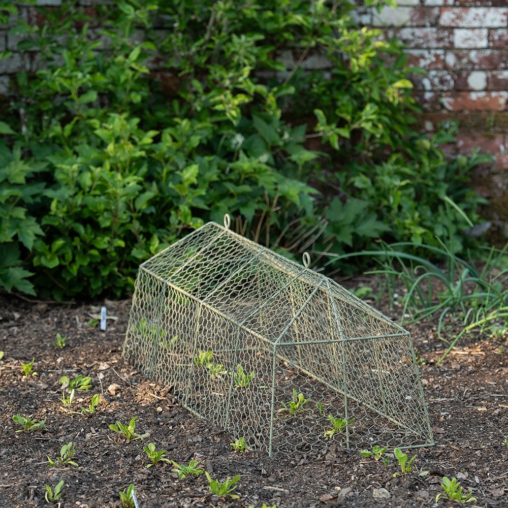 Long tent cloche