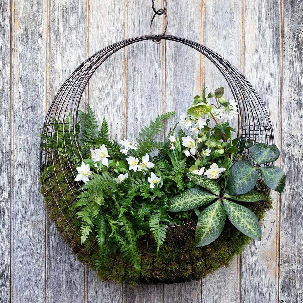 Living wreath basket - medium