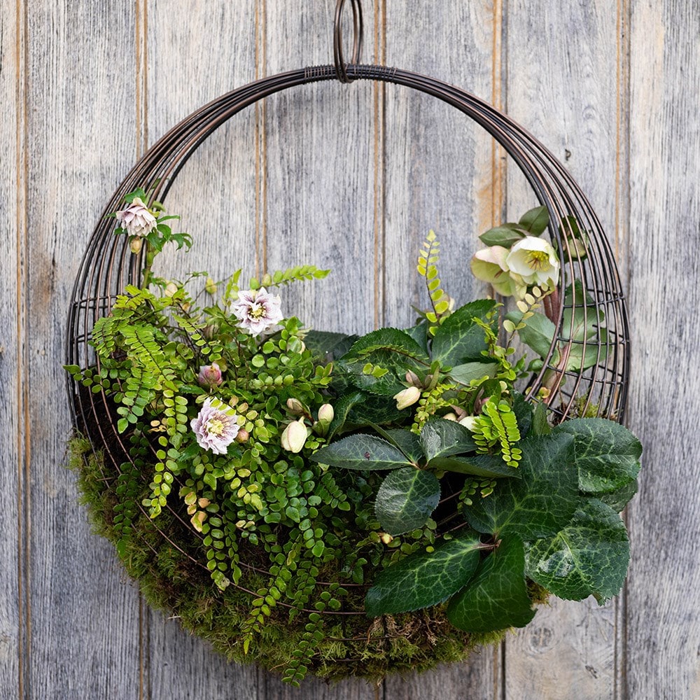 Living wreath basket - small