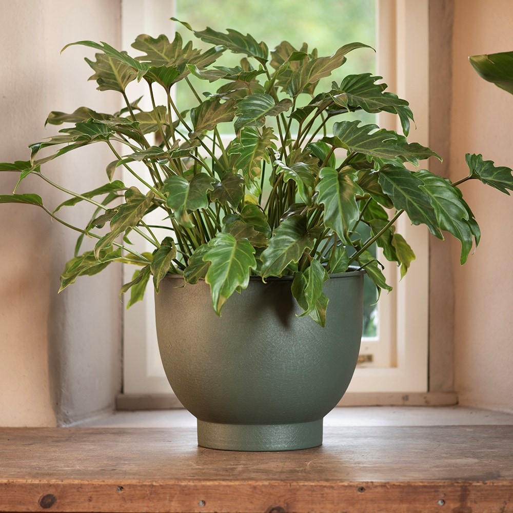 Pot with step base - lichen