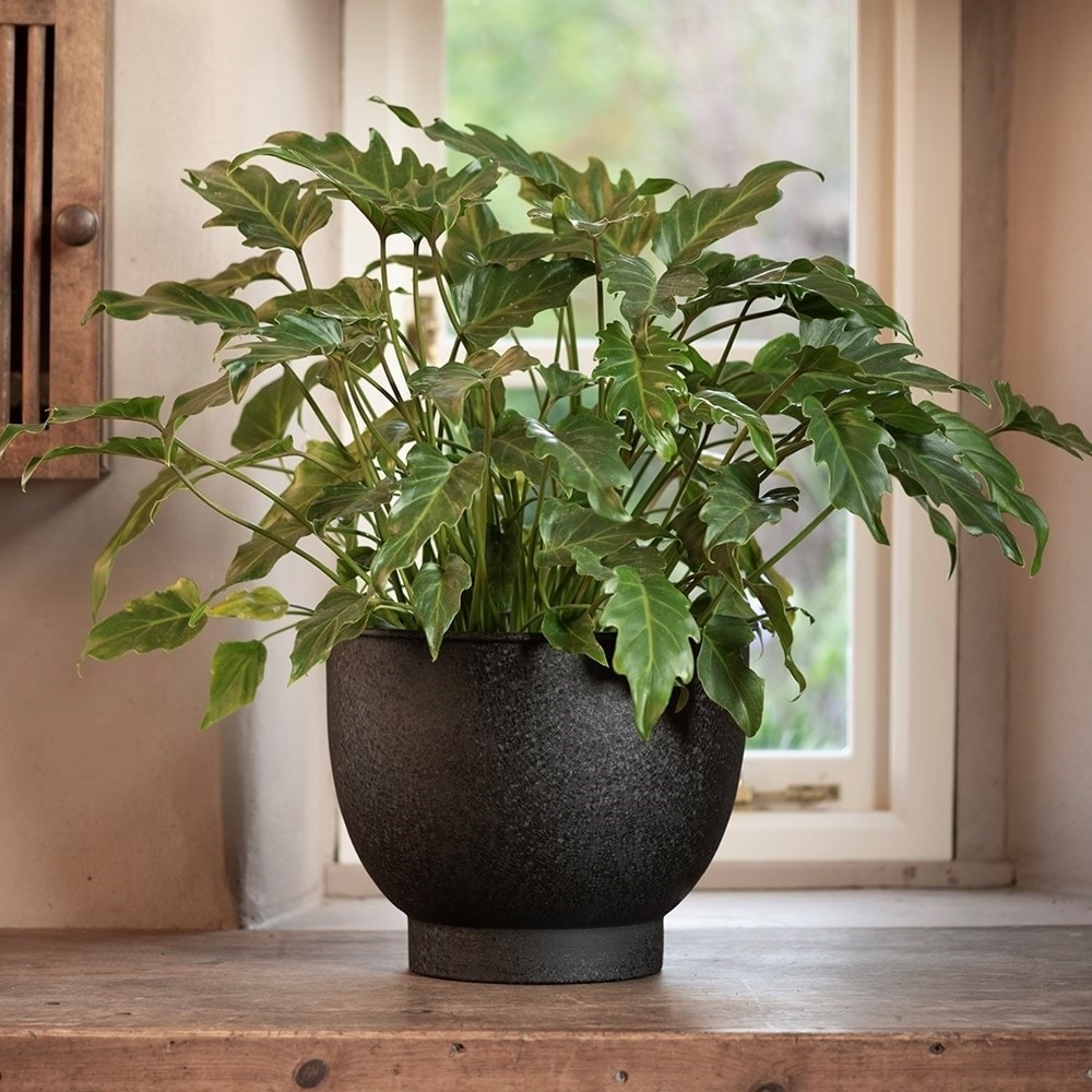 Product options image