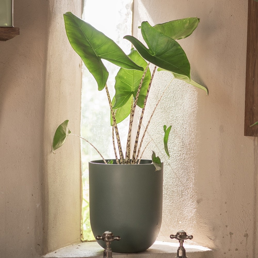 Straight sided pot - teal