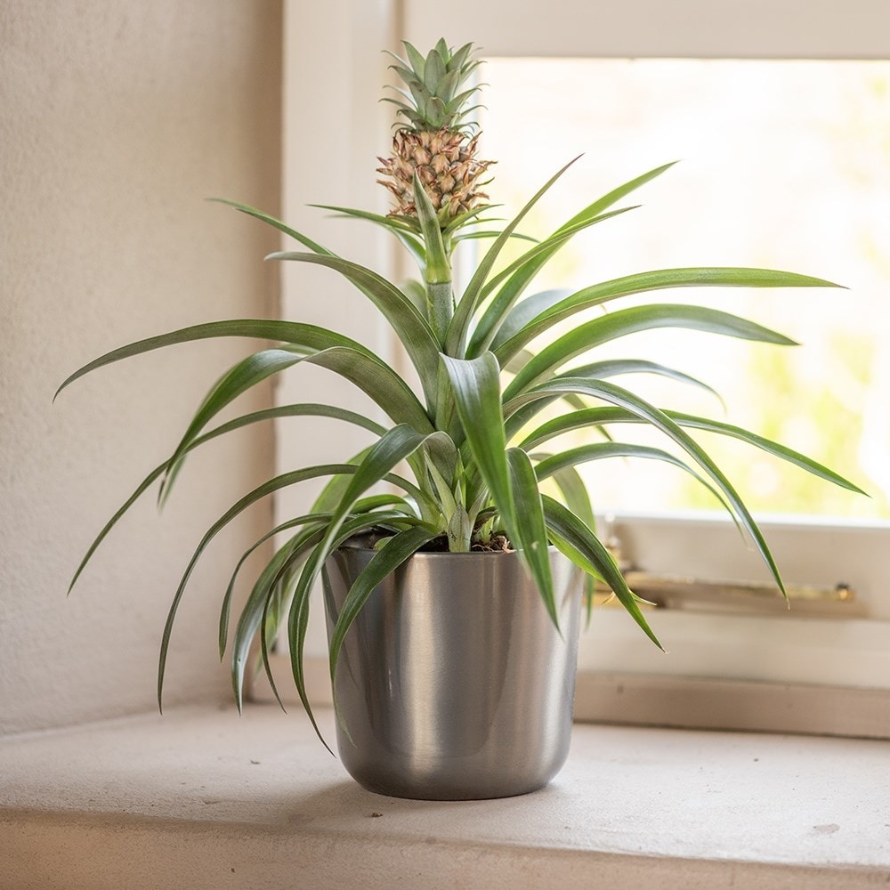 Product options image